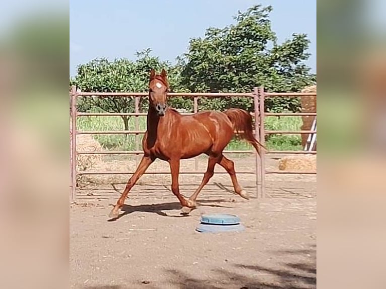 Pur-sang arabe Étalon 2 Ans Alezan in Otura