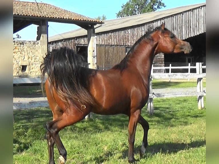 Pur-sang arabe Étalon 2 Ans Bai cerise in Bordeaux