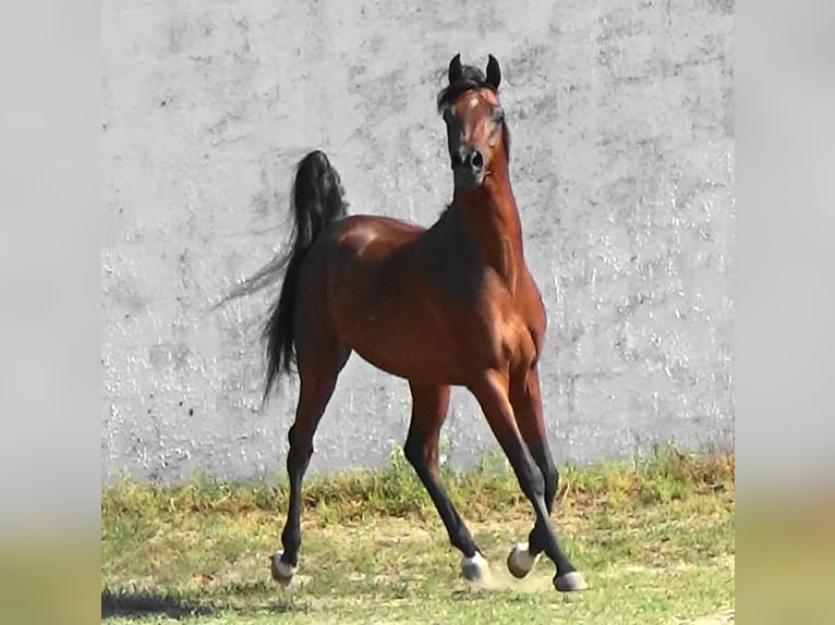 Pur-sang arabe Étalon 2 Ans Bai cerise in Bordeaux