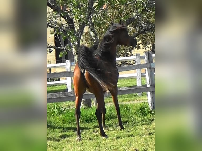Pur-sang arabe Étalon 2 Ans Bai cerise in Bordeaux