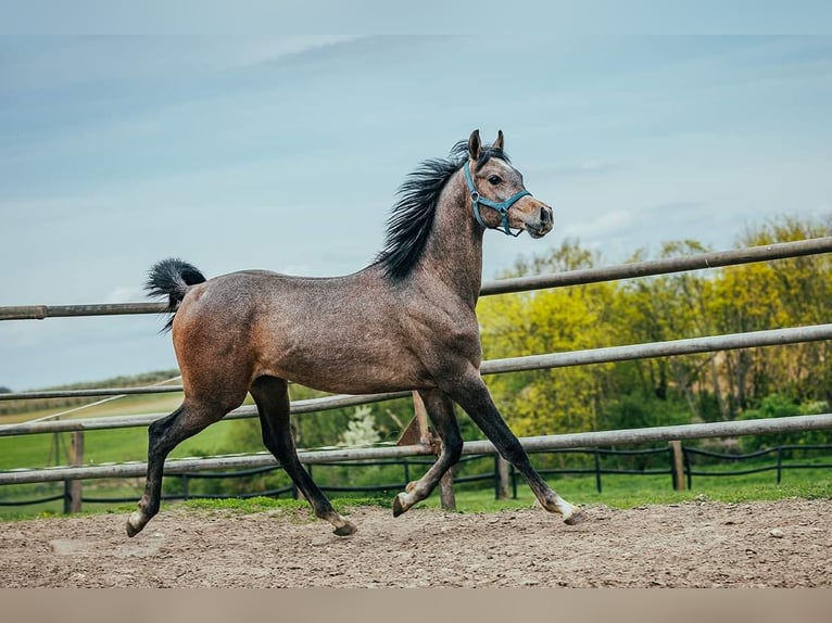 Pur-sang arabe Étalon 2 Ans in Kurozwęki