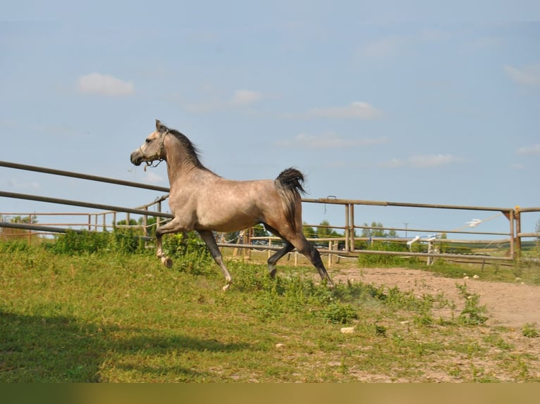 Pur-sang arabe Étalon 2 Ans in Kurozwęki