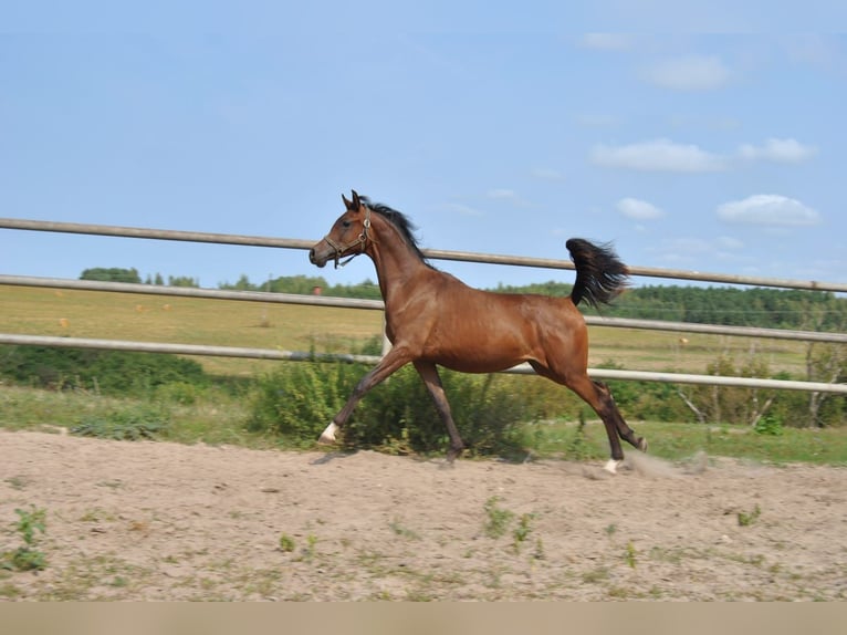 Pur-sang arabe Étalon 2 Ans in Kurozwęki