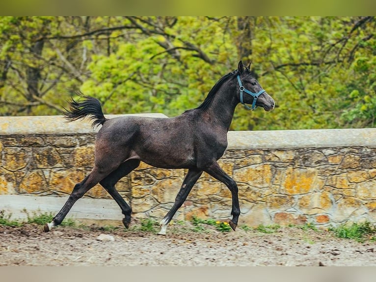 Pur-sang arabe Étalon 2 Ans in Kurozwęki