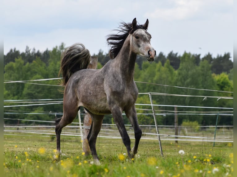 Pur-sang arabe Étalon 2 Ans Gris in Wielgolas Duchnowski