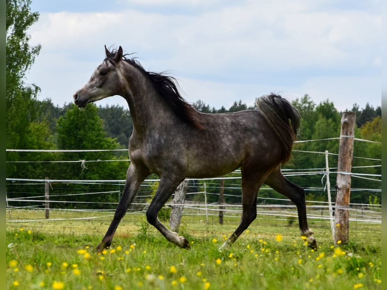 Pur-sang arabe Étalon 2 Ans Gris in Wielgolas Duchnowski