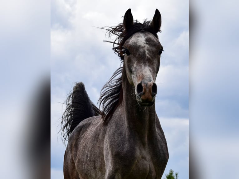 Pur-sang arabe Étalon 2 Ans Gris in Wielgolas Duchnowski