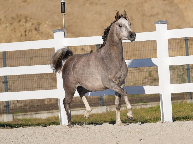 Pur-sang arabe Étalon 2 Ans Gris in Wola Rz&#x119;dzi&#x144;ska