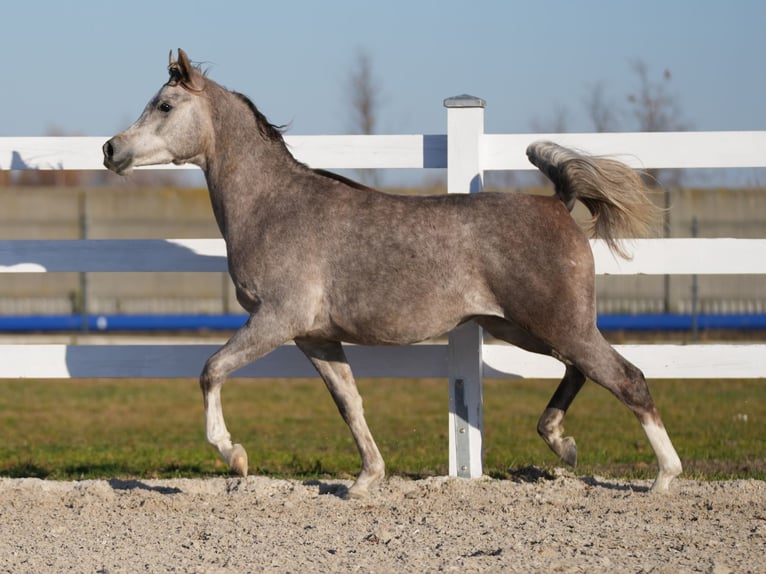 Pur-sang arabe Étalon 2 Ans Gris in Wola Rz&#x119;dzi&#x144;ska