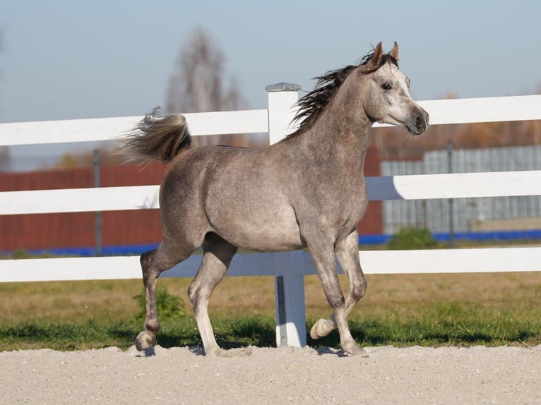 Pur-sang arabe Étalon 2 Ans Gris in Wola Rz&#x119;dzi&#x144;ska