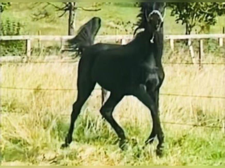 Pur-sang arabe Étalon 2 Ans Noir in Saint Mont