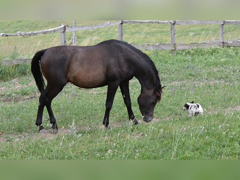 Pur-sang arabe Étalon 3 Ans 150 cm Bai brun in Koprivnica