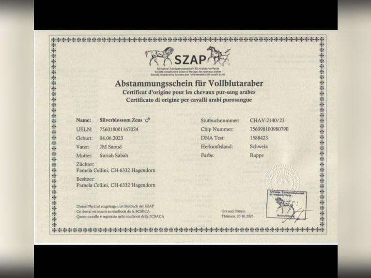 Pur-sang arabe Étalon 3 Ans 150 cm Noir in HagendornHagendorn