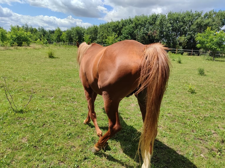Pur-sang arabe Étalon 3 Ans 155 cm Alezan in Pleszew