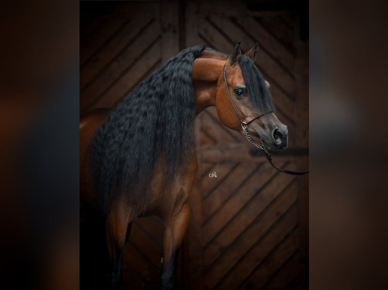 Pur-sang arabe Étalon 3 Ans 155 cm Alezan in Lublin