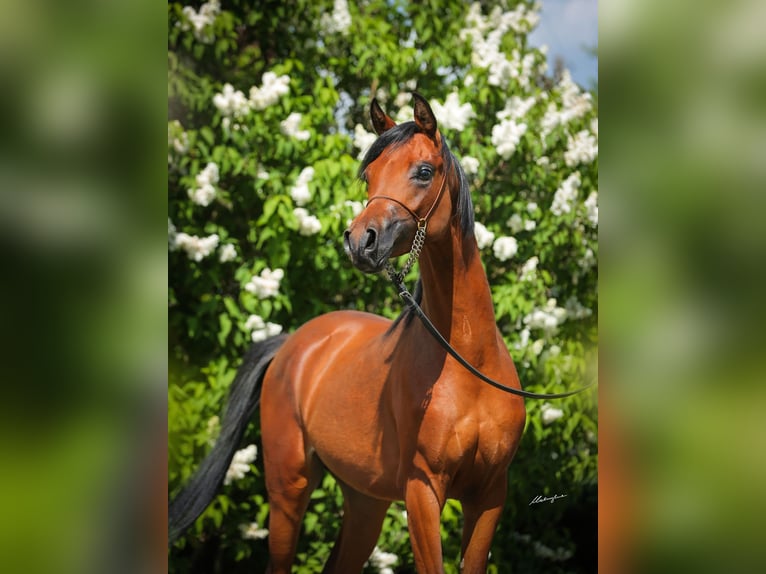 Pur-sang arabe Étalon 3 Ans 155 cm Bai cerise in Stryków