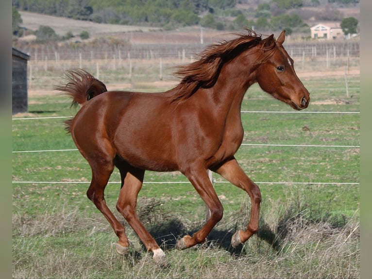 Pur-sang arabe Étalon 3 Ans 156 cm Alezan in Aigues-Vives