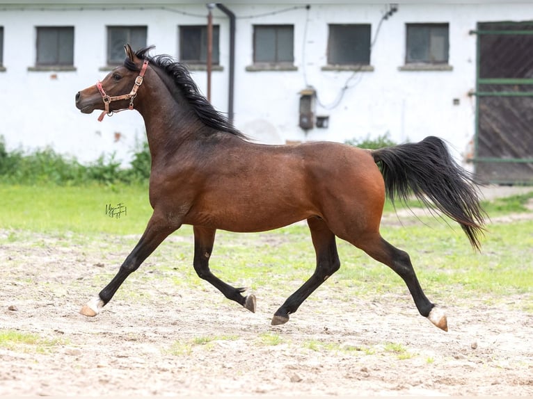Pur-sang arabe Étalon 3 Ans 156 cm Bai brun in Kurozweki