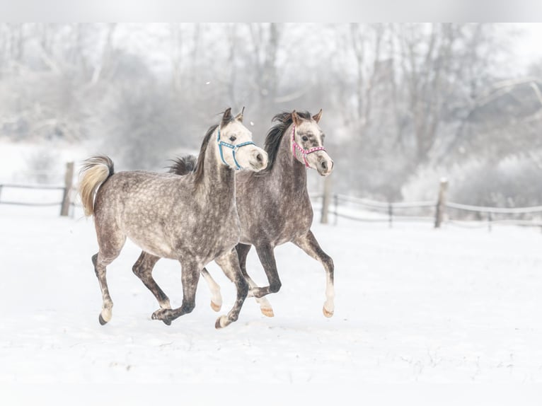 Pur-sang arabe Étalon 3 Ans 156 cm Bai in Kurozwęki