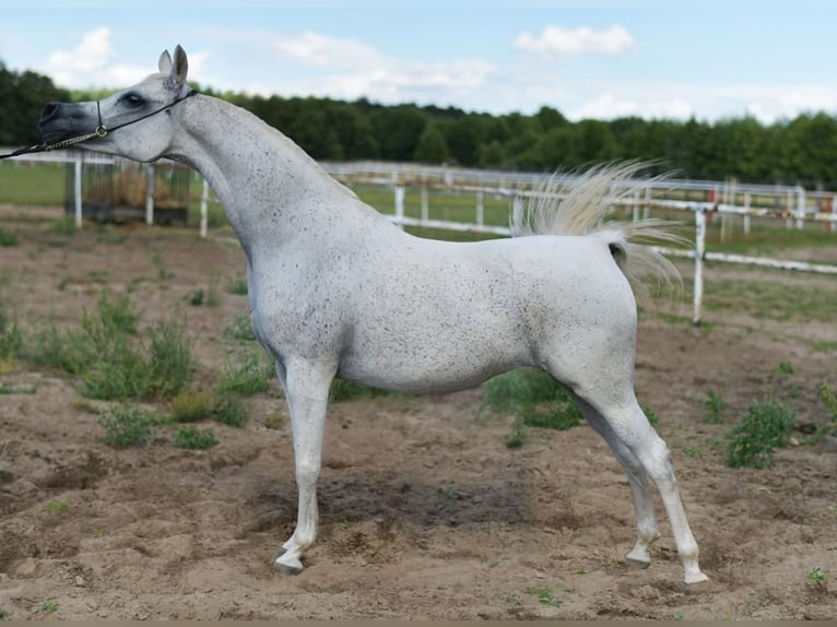 Pur-sang arabe Étalon 3 Ans 160 cm Gris in Poznań