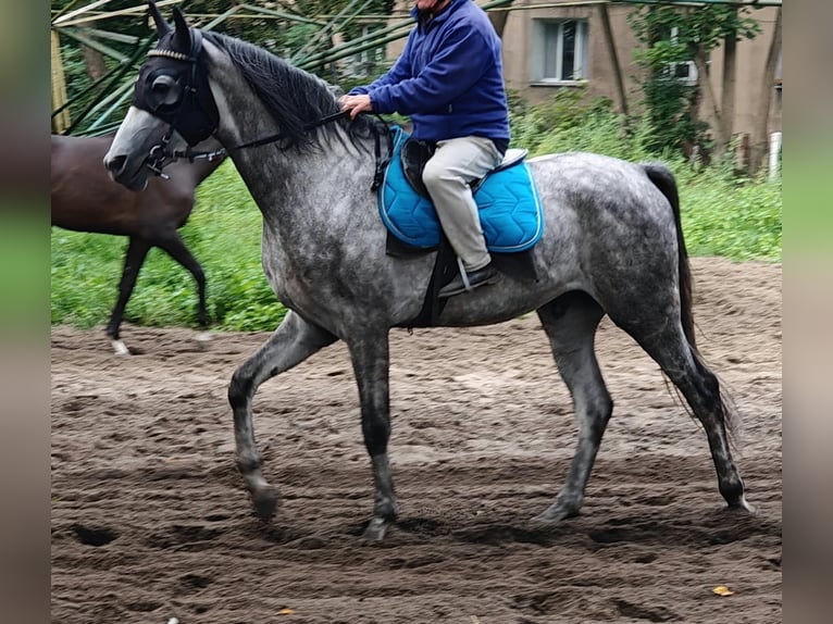 Pur-sang arabe Étalon 3 Ans 163 cm Blanc in Warszawa