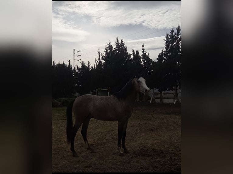 Pur-sang arabe Étalon 3 Ans 175 cm Bai brun in Rades