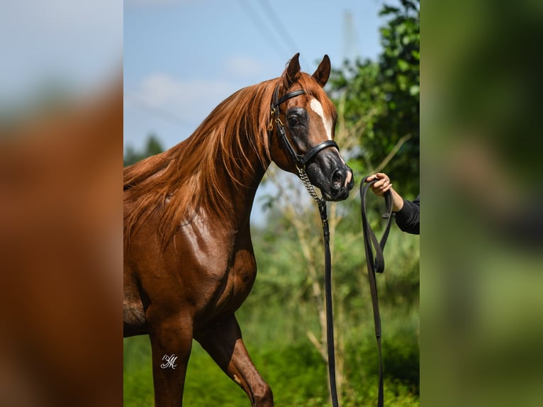 Pur-sang arabe Étalon 3 Ans Alezan in Wroclaw