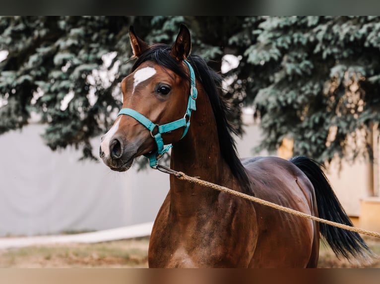 Pur-sang arabe Étalon 3 Ans Bai brun in Stropieszyn