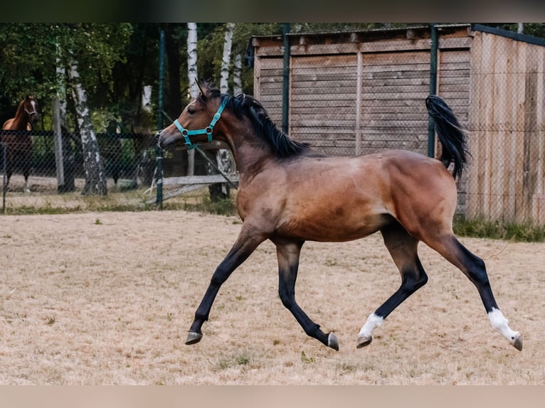 Pur-sang arabe Étalon 3 Ans Bai brun in Stropieszyn