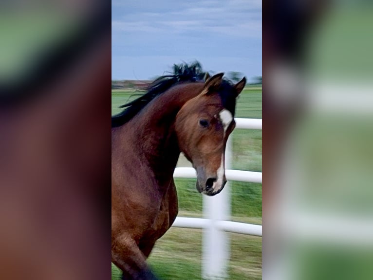 Pur-sang arabe Étalon 3 Ans Bai brun in Stropieszyn