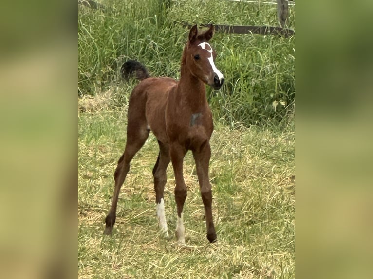 Pur-sang arabe Étalon 3 Ans Bai in Tiefenbach