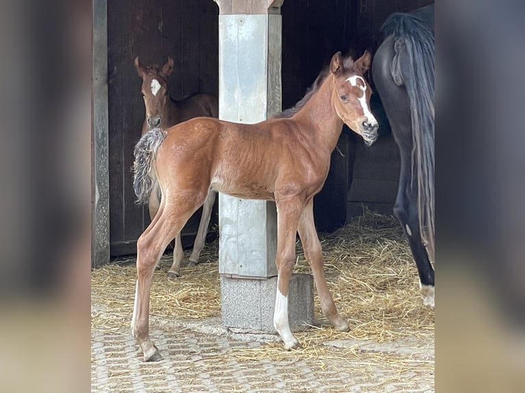 Pur-sang arabe Étalon 3 Ans Bai in Tiefenbach