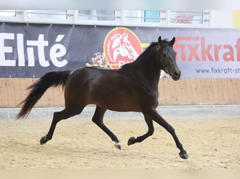 Pur-sang arabe Étalon 3 Ans Bai in Tiefenbach