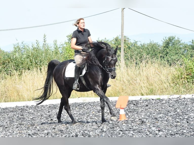 Pur-sang arabe Étalon 3 Ans Bai in Tiefenbach