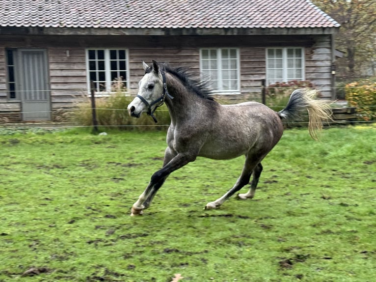 Pur-sang arabe Étalon 3 Ans Blanc in Brakel