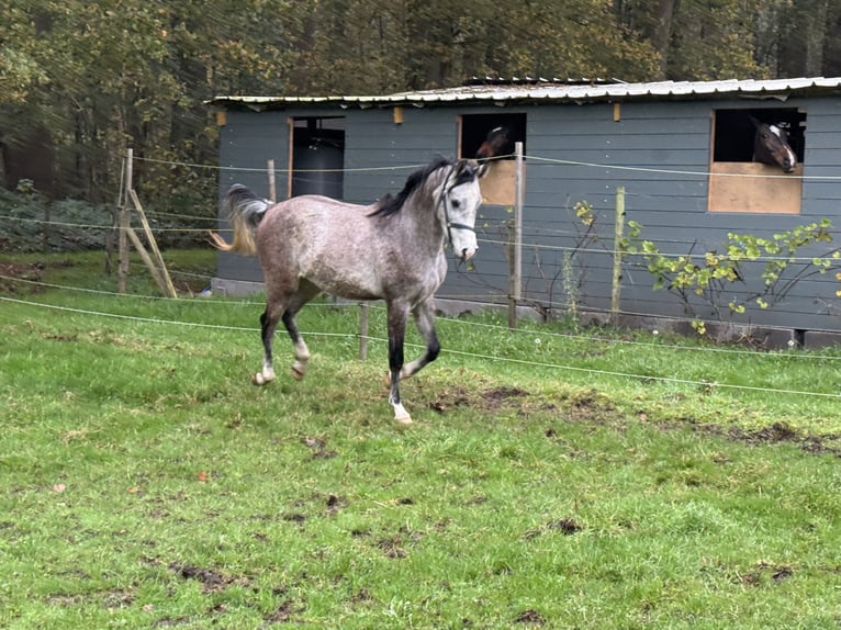 Pur-sang arabe Étalon 3 Ans Blanc in Brakel