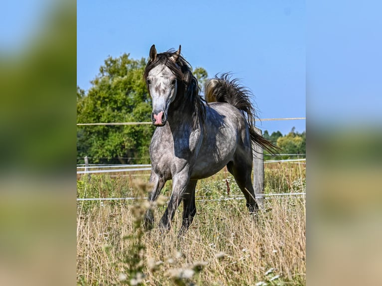 Pur-sang arabe Étalon 3 Ans Gris in Halinów