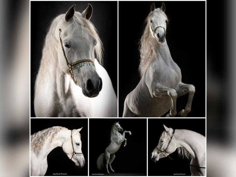 Pur-sang arabe Étalon 3 Ans Gris in Den Ham