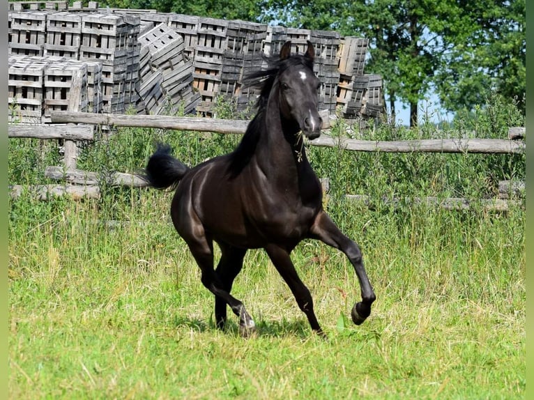 Pur-sang arabe Étalon 3 Ans Noir in Koło