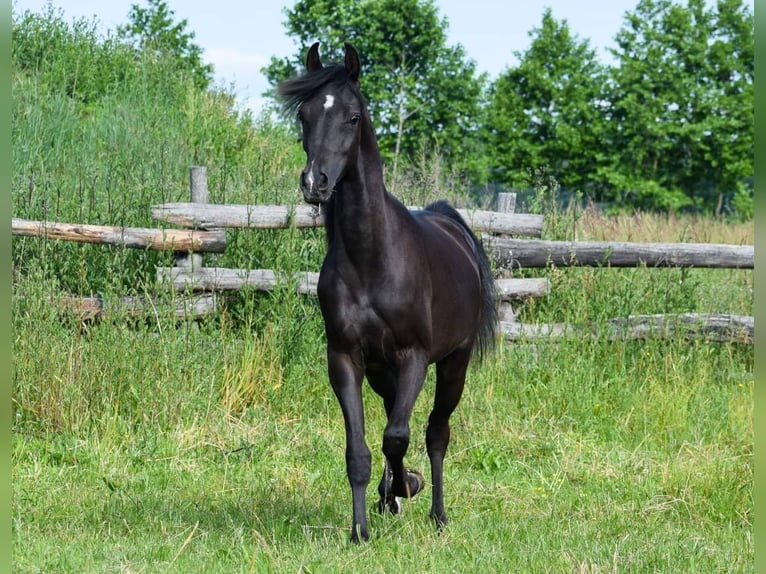 Pur-sang arabe Étalon 3 Ans Noir in Koło