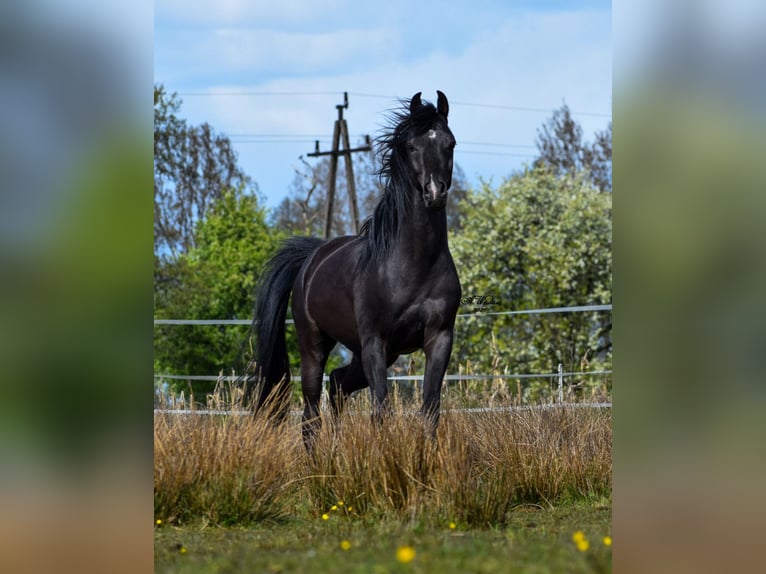 Pur-sang arabe Étalon 3 Ans Noir in Koło