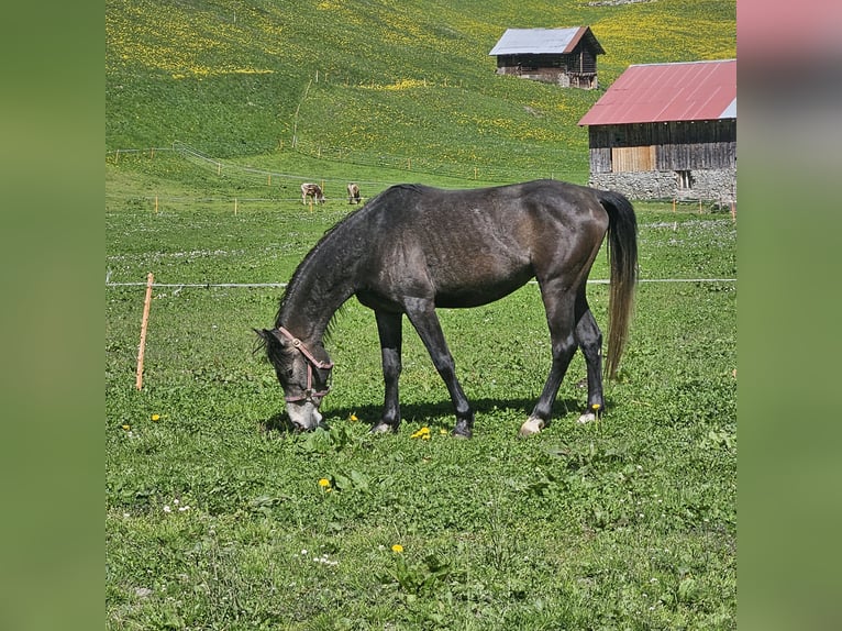 Pur-sang arabe Étalon 4 Ans 146 cm Gris noir in Matt