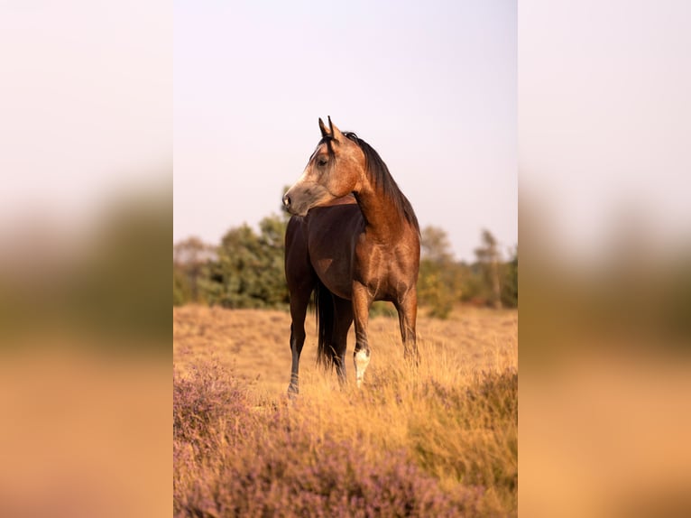 Pur-sang arabe Étalon 4 Ans 148 cm in Achel