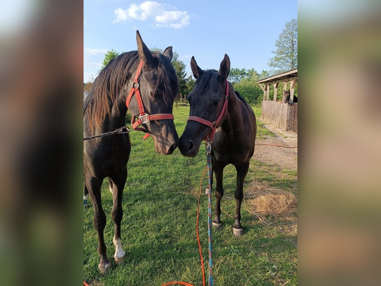 Pur-sang arabe Étalon 4 Ans 150 cm Noir in Zalesie