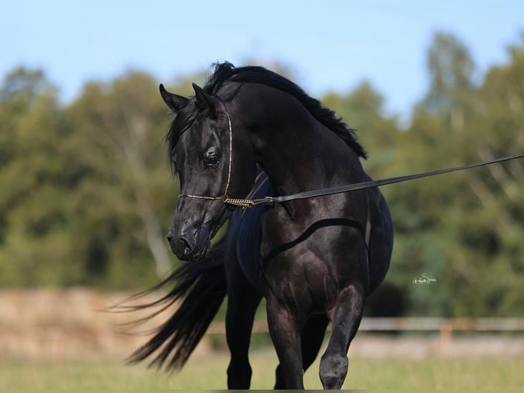 Pur-sang arabe Étalon 4 Ans 150 cm Noir in Je&#x17C;&#xF3;w