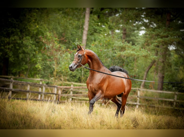 Pur-sang arabe Étalon 4 Ans 151 cm Bai brun in BELOEIL