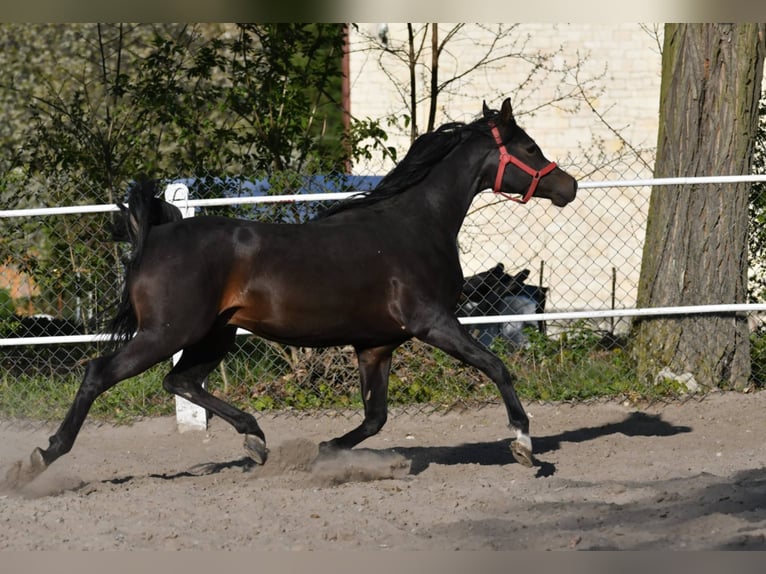 Pur-sang arabe Étalon 4 Ans 152 cm Bai brun in Krasnystaw