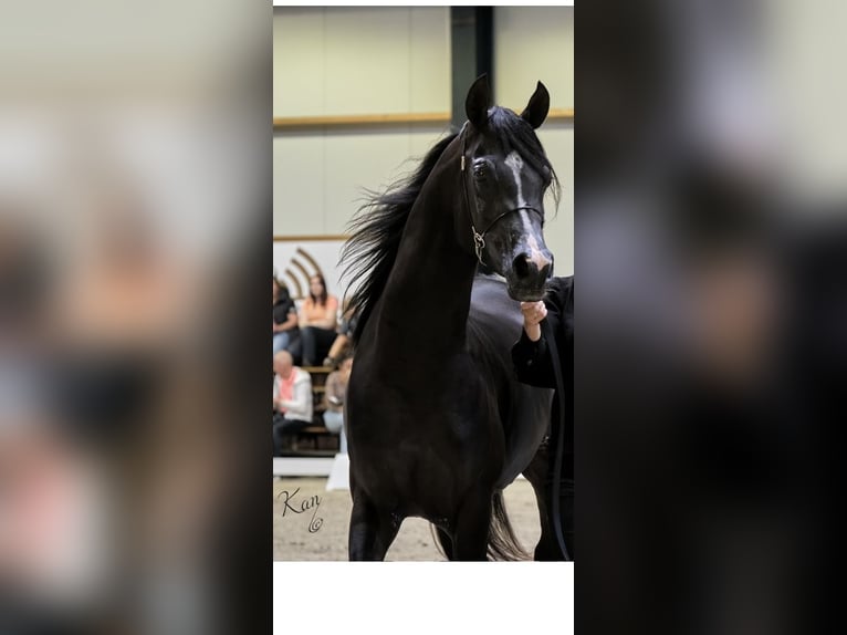 Pur-sang arabe Étalon 4 Ans 154 cm Noir in Gelderland