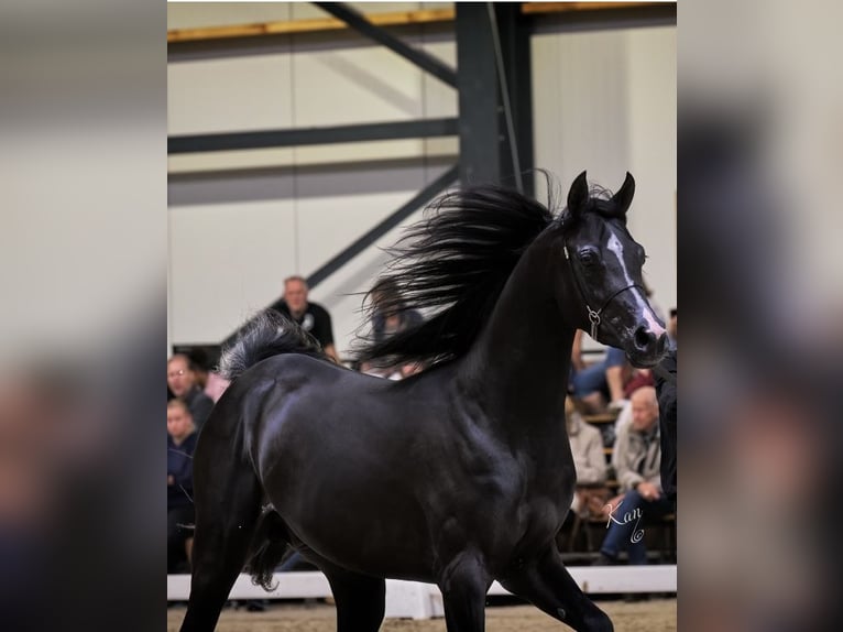 Pur-sang arabe Étalon 4 Ans 154 cm Noir in Gelderland