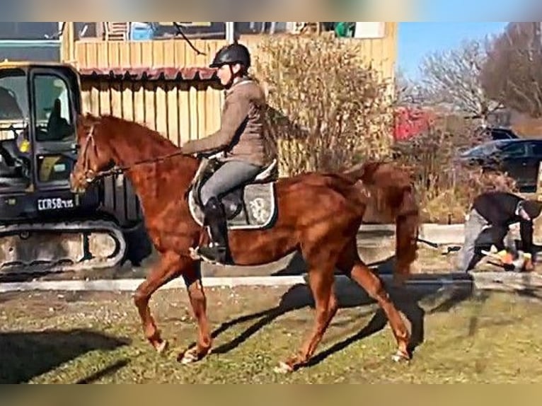 Pur-sang arabe Étalon 4 Ans Alezan in Aulendorf